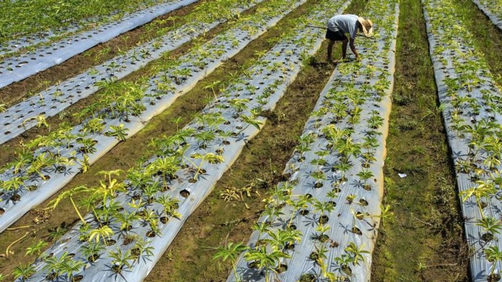 Diversifikasi Holtikultura (foto oleh kementan).